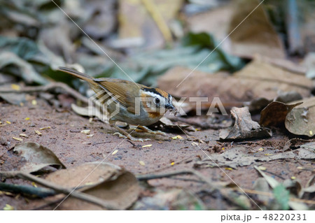 Rufous-throated fulvetta (Alcippe rufogularis) 48220231