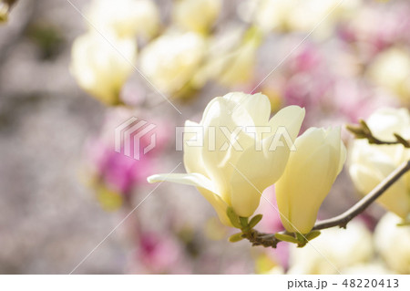 桜を背景にしたハクモクレン 桜を背景にしたハクモクレン 48220413