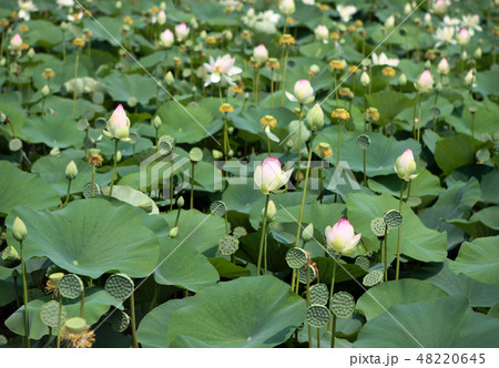 Lotus flowers blossom Lotus flowers blossom 48220645