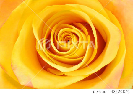 バラ バラの花 花 48220870
