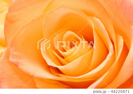 バラ 花 花びら 48220871