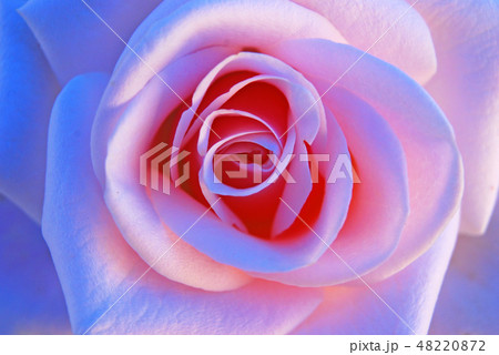 バラ バラの花 花 48220872