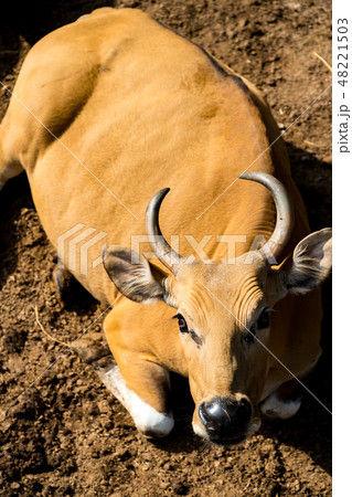 Banteng are exposed to the sun 48221503
