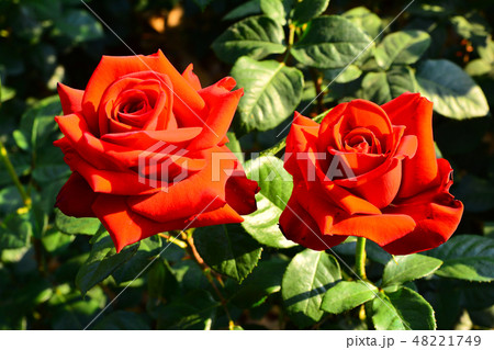 バラ バラの花 花 48221749