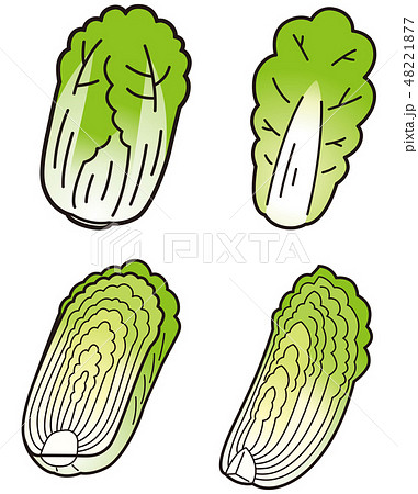 白菜のセット 48221877