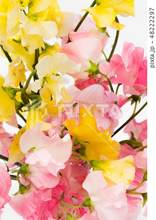 スイートピーの花束　Flowers sweet pea bouquet 48222297