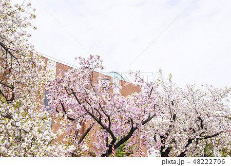 桜の通り抜け 大阪造幣局の桜並木 春の大阪観光スポット 桜の通り抜け 大阪造幣局の桜並木 春の大阪観光スポット 48222706