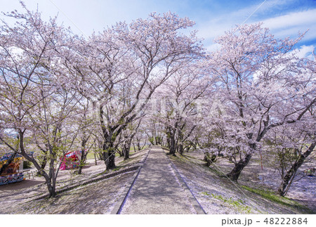 伊勢の桜名所 宮川堤の桜 春の伊勢志摩観光 伊勢の桜名所 宮川堤の桜 春の伊勢志摩観光 48222884