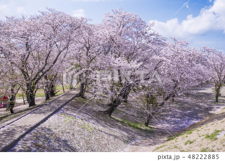 伊勢の桜の名所　宮川堤の桜　春の伊勢志摩観光スポット　桜並木の風景　伊勢市観光名所 48222885