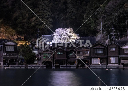 《京都》海蔵寺・伊根の一本桜 48223098