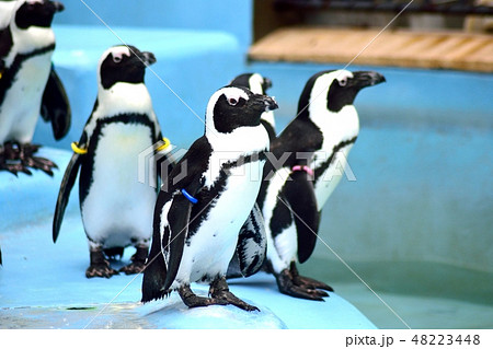 ケープペンギン ケープペンギン 48223448