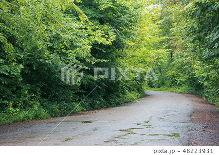 asphalt country road through forest 48223931