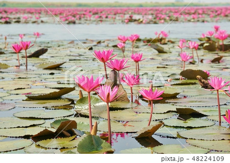 タイ王国ウドーンタニー県の絶景、睡蓮の池、睡蓮の海（タレー・ブア・デーン） 48224109