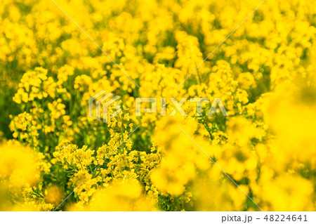 菜の花・春イメージ 48224641