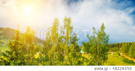 Slopes of the mountains, beautiful spruce Slopes of the mountains, beautiful spruce 48226350