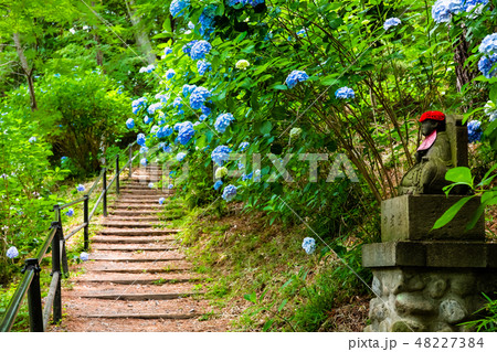 東京 高幡不動尊 境内の紫陽花 48227384