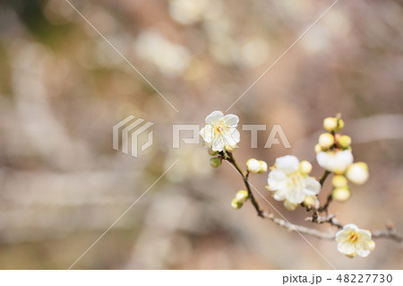 白梅の花 48227730