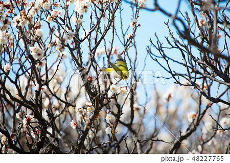 小菅西公園の梅林のメジロ 白梅 小菅西公園の梅林のメジロ 白梅 48227765
