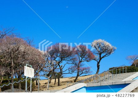 小菅西公園の梅林 小菅西公園の梅林 48227769