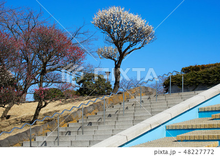 小菅西公園の梅林 梅林 小菅西公園の梅林 梅林 48227772