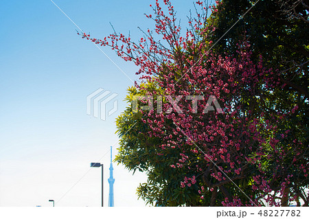 小菅西公園の梅林 紅梅と東京スカイツリー 小菅西公園の梅林 紅梅と東京スカイツリー 48227782