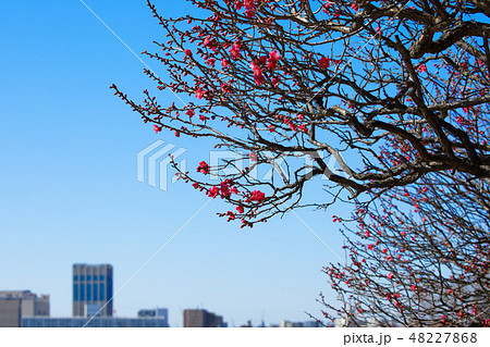 小菅西公園の梅林　紅梅　都市風景 48227868