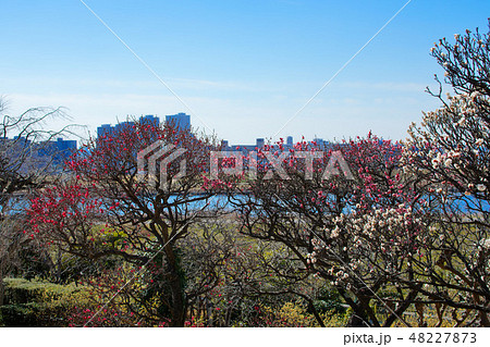 小菅西公園の梅林と都市風景 48227873