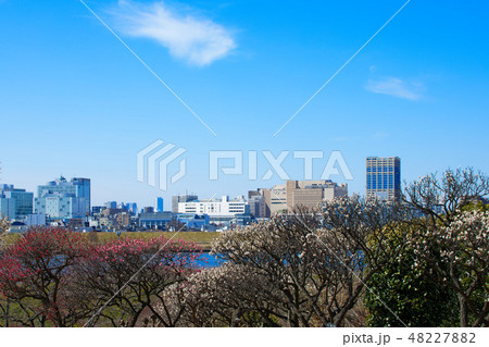 小菅西公園の梅林と都市風景 小菅西公園の梅林と都市風景 48227882