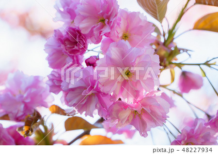 Spring blossom, sakura tree branch closeup, beautiful pink flowers on sun. 48227934