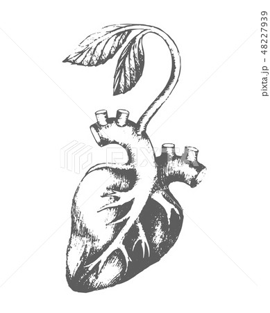 Vector Hand drawn sketch of heart with sprout illustration on white background 48227939