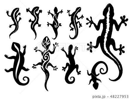 Vector hand drawn illustration of lizard silhouette on white background. 48227953