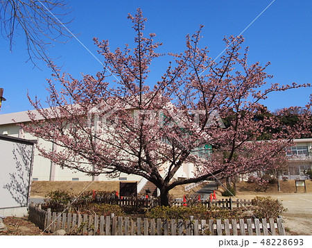 日立紅寒桜 日立紅寒桜 48228693