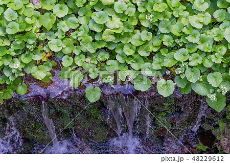 静岡県伊豆市筏場のわさび田 静岡県伊豆市筏場のわさび田 48229612