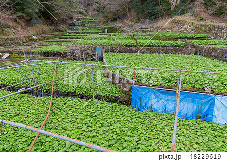 静岡県伊豆市筏場のわさび田 静岡県伊豆市筏場のわさび田 48229619