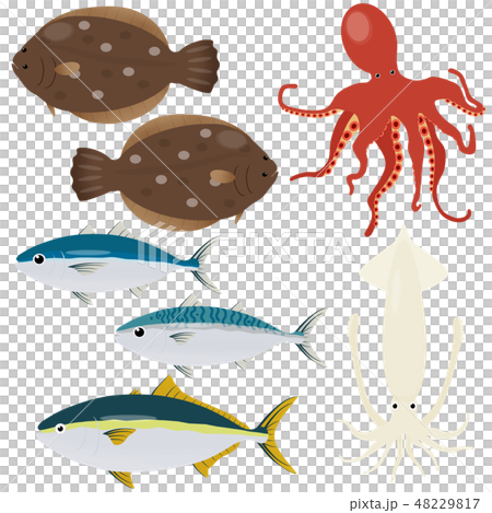 各種魚 48229817