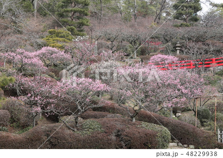 中山寺梅林 48229938