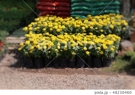 Shop flowers for sell 48230460