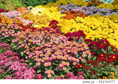 Chrysanthemum flower for sell 48230477