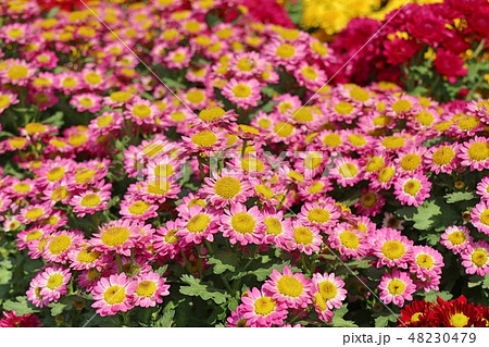 Chrysanthemum flower for sell Chrysanthemum flower for sell 48230479