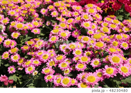 Chrysanthemum flower for sell 48230480