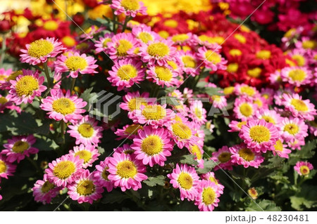 Chrysanthemum flower for sell 48230481