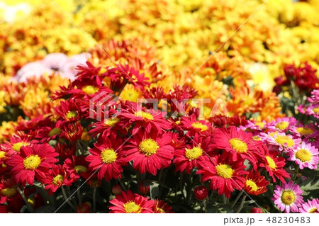 Chrysanthemum flower for sell 48230483
