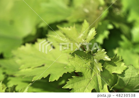 grape leaves in tropical 48230538