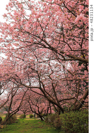 青野川の河津桜 48231134