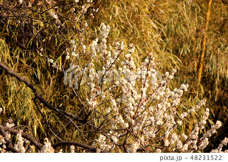もうすぐ満開になる白梅(1) 48231522