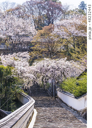 奈良長谷寺 奈良の桜の名所 春の奈良観光 の写真素材