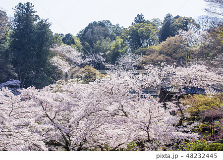 奈良長谷寺 奈良の桜の名所 春の奈良観光 の写真素材