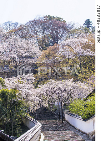 総本山長谷寺 奈良の桜の名所 春の奈良観光 花のお寺 総本山長谷寺 奈良の桜の名所 春の奈良観光 花のお寺 48232817