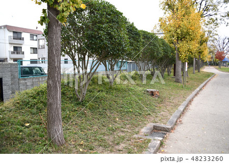 高槻城跡 三の丸土塁 高槻城跡 三の丸土塁 48233260