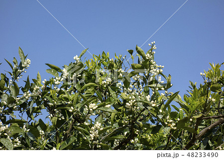 薬剤散布の後 花が咲きはじめたミカンの木 薬剤散布の後 花が咲きはじめたミカンの木 48233490